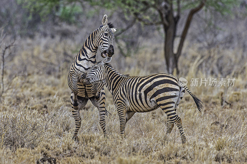 平原斑马(Equus quagga，前身为Equus burchellii)，也被称为普通斑马或波切尔斑马，是斑马中最常见和地理分布最广的物种。肯尼亚梅鲁国家公园。男性战斗。